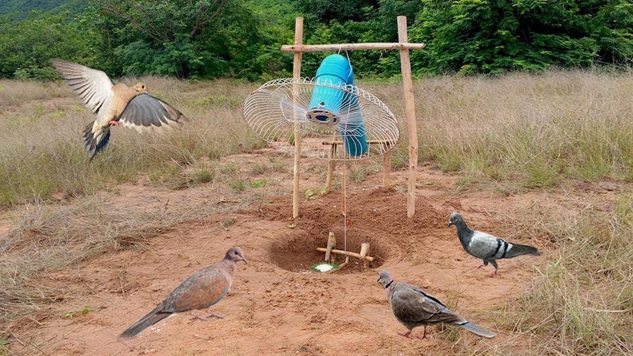 Bird Trap ⎟ Easy Trap With Old electric fan cover work 100%