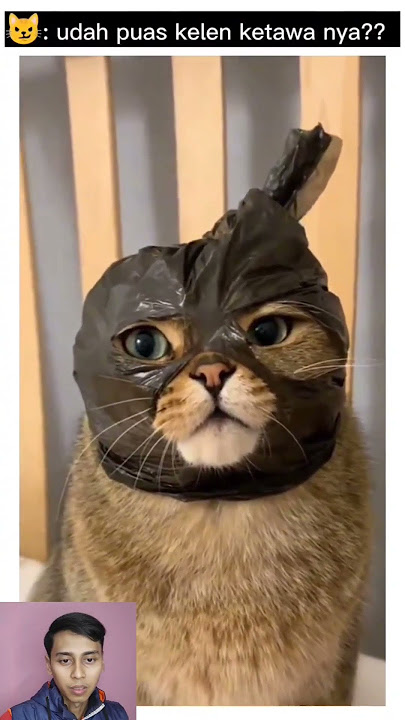 Kucing Lucu Topeng Plastik #shorts #kucinglucu