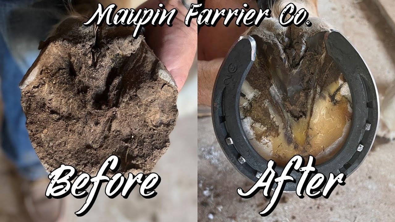 Extremely Chipped up Hoof RestorationFarrier ASMROddly Satisfying