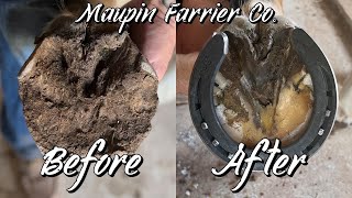 Extremely Chipped up Hoof Restoration-Farrier ASMR-Oddly Satisfying