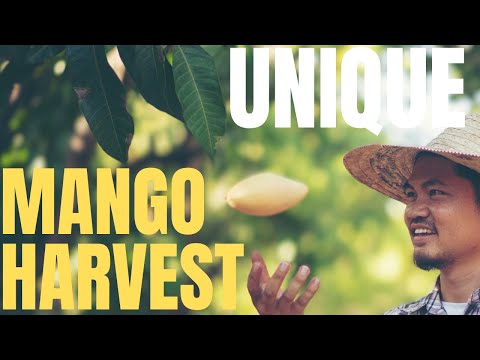 Largest Mango Plantation In The Philippines