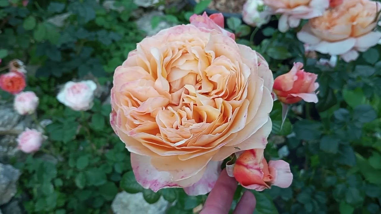 Вечірній променад#rose #flowers #gardening