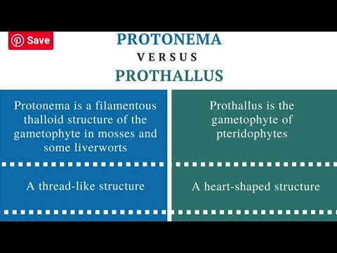 Vidéo: Différence Entre Protonema Et Prothallus