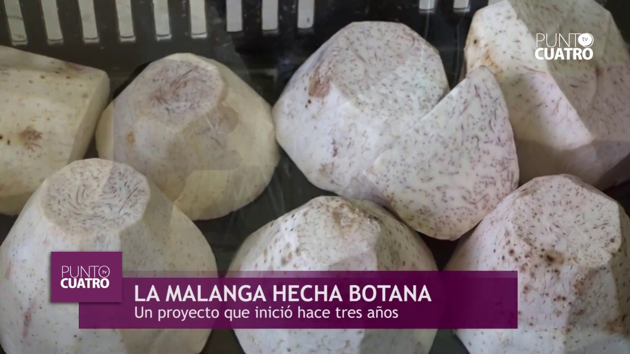 EMPRENDEDORES -  FRITURAS DE MALANGA