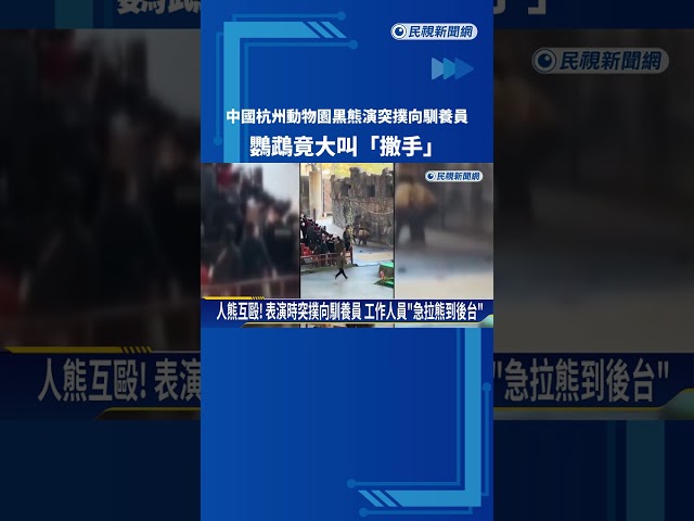 中國杭州動物園黑熊演突撲向馴養員 鸚鵡竟大叫「撒手」－民視新聞