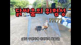 필리핀에서 닭싸움 하면 ㄷㅈ 수 있음 ㄷㄷ | 국제 부부 브이로그 |  동남아 이민 | 필리핀 이민