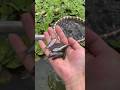 ✨ #fishingvideo #follow #satisfying #automobile #subscribe #farmlife #rogator #outdoors #mustsee #me