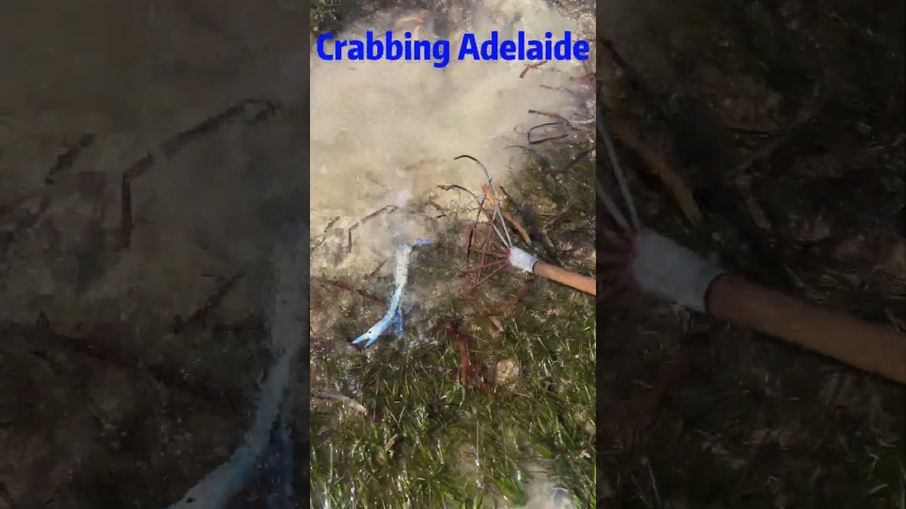 Crabbing Adelaide | How to Rake Crabs | How to Catch Crabs