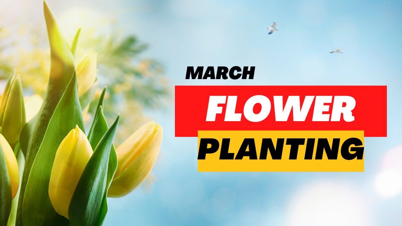 Spring into Action March Flower Planting Tips YouTube