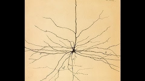 The Mind-Brain Identity Theory