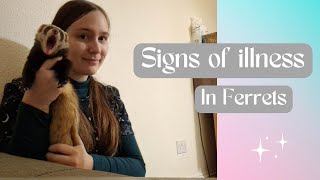 Signs of Illness in Ferrets