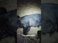 FERAL HOG  HUNTING #huntingaustralia #wildboar #hunting #conservation #farming #organic