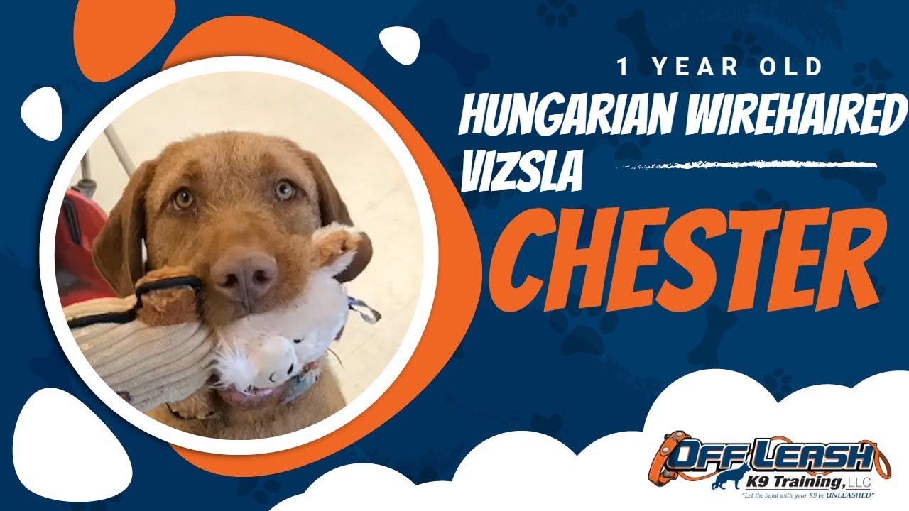 Hungarian Wirehaired Vizsla, 1 Year, Chester | Best Vizsla Dog Training  New York | Off Leash K9