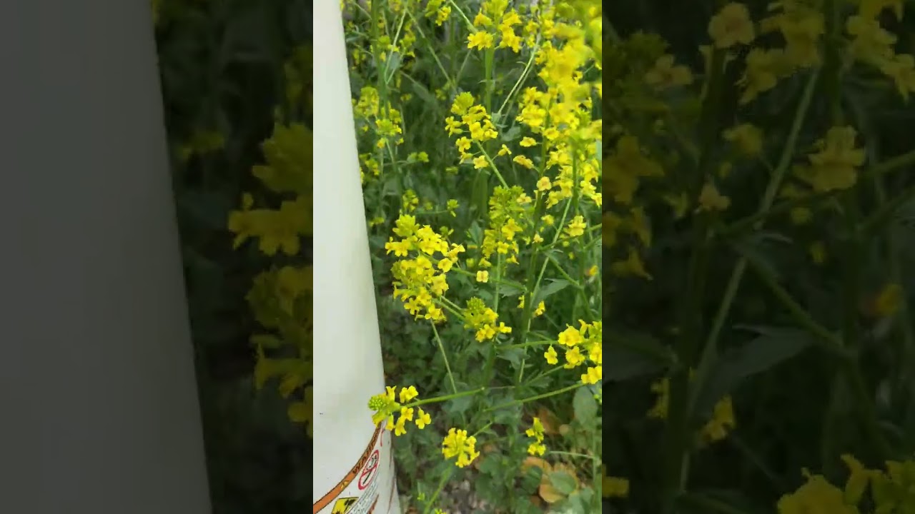 GENERAC 10KW BATTERY REPLACEMENT