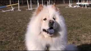 dogs 101 - chow chow by Sir Gregoryson 5,830 views 8 years ago 4 minutes, 59 seconds