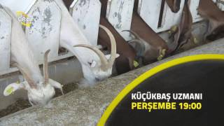 Küçükbaş Uzmanı - Keçilerde İç Ve Dış Parazitler
