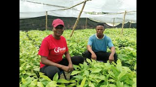 Welcome To Ghana’s 600,000 Seedling Production Centre In Kumasi || A Profitable Agric Business