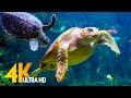 [NEW] 11HRS Stunning 4K Underwater Footage + Music | Rare & Colorful Sea Life: "RAINBOW REEF 2" UHD