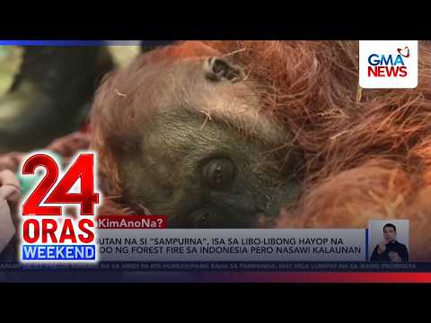 “Sampurna” the orangutan na apektado ng Indonesia forest fire, nasawi | 24 Oras Weekend