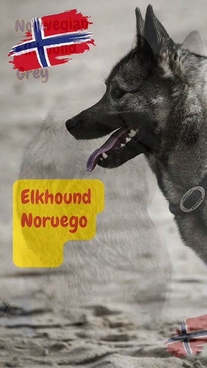 Norwegian Elkhound Grey Guía del perro Elkhound Noruego Gris - YouTube