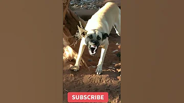 نباح كلب Bedouin Dog Voice Dog Sound Dog Barking Short Dog 