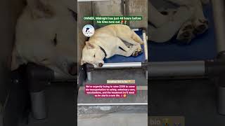 Update: RETURNED TO OWNER🚨 BOLT 🚨 SCHEDULED FOR EUTHANASIA 🚨this poor dog is now...................