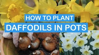 HOW TO PLANT DAFFODILS IN POTS STEPBYSTEP