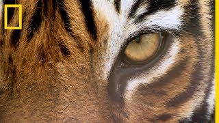 Hogyan vadászik egy nőstény tigris? | National Geographic
