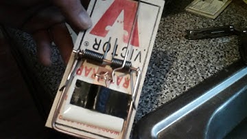 VICTOR RAT TRAPS WORK (MODIFICATIONS FOR MY WEASEL BOXES )FAIL GLUE WON