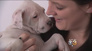 'Paws for Pennsy' Event Provides Stress Relief At Pennsylvania Hospital