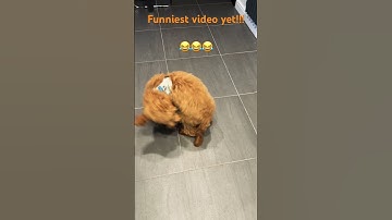 Thumbnail of Keep us laughing Alfie🐶🦴🐾😂😂😂 #music #song #80smusic #puppy #chase #cockapoopuppies
