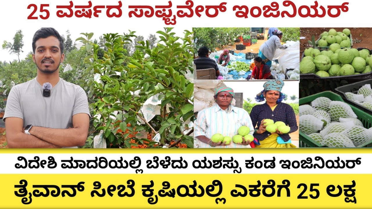 Guava farming in Karnataka | Taiwan guava farming | Guava varieties |