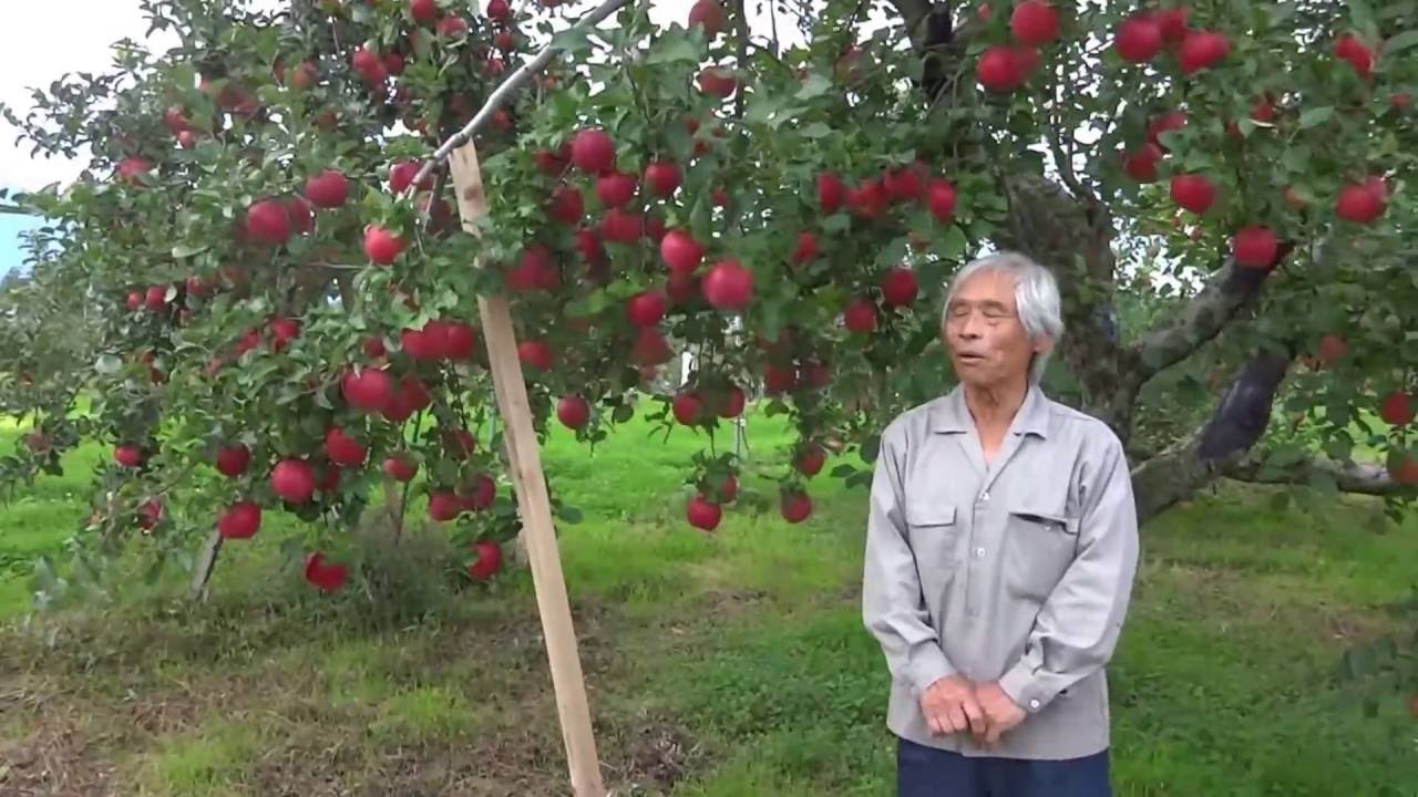 早生 弘前 ふじ 字幕付き 成り枝更新剪定 収穫直前の早生ふじ Youtube 早生 弘前 ふじ 字幕付き 成り枝更新剪定 収穫直前の早生ふじ Youtube