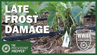 WWIII Victory Garden: Late Spring Frost Damage Solutions