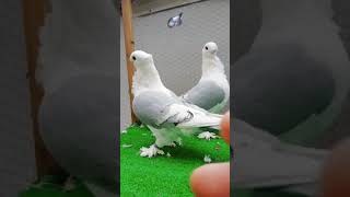 Owl Pigeon Settinette #ExoticPetIndustry by ocean life 4 views 3 years ago 1 minute, 4 seconds