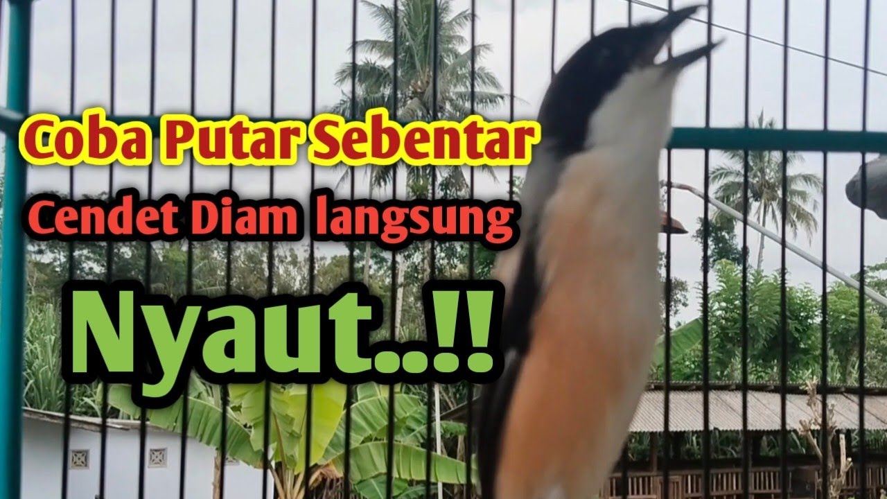 PANCINGAN SUARA CENDET GACOR FULL ISIAN MEWAH. Putar sebentar cendet apapun langsung Nyaut. 