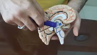 الدماغ البيني وجذع الدماغ - الجهاز العصبي - التشريح
