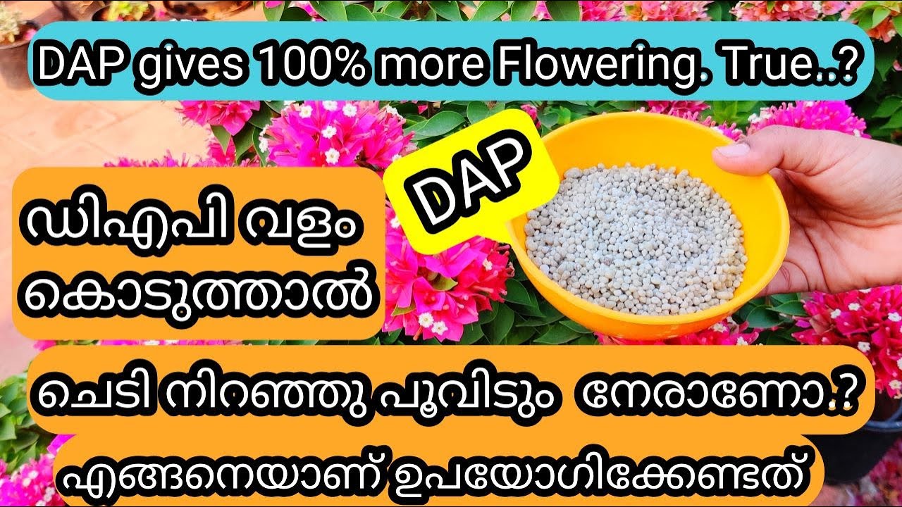 Is DAP a Magic Flowering Fertilizer | Truth & Facts | ഡിഎപി ഉപയോഗിച്ചിട്ടുണ്ടോ ഈ കാര്യങ്ങൾ അറിയണം