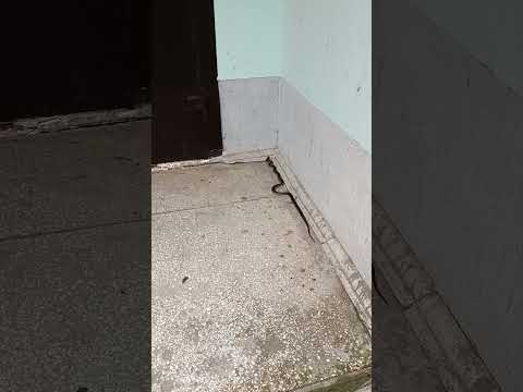 Непізнана змія не давала змоги людям зайти у будинок 113