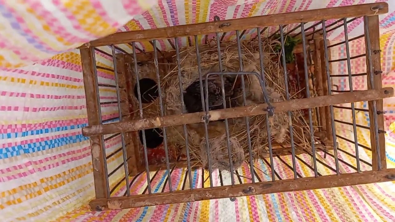 بحت عن اعشاش الطيور ولاكن كانت مفاجئة وجدنا قط اسود بداخله جن