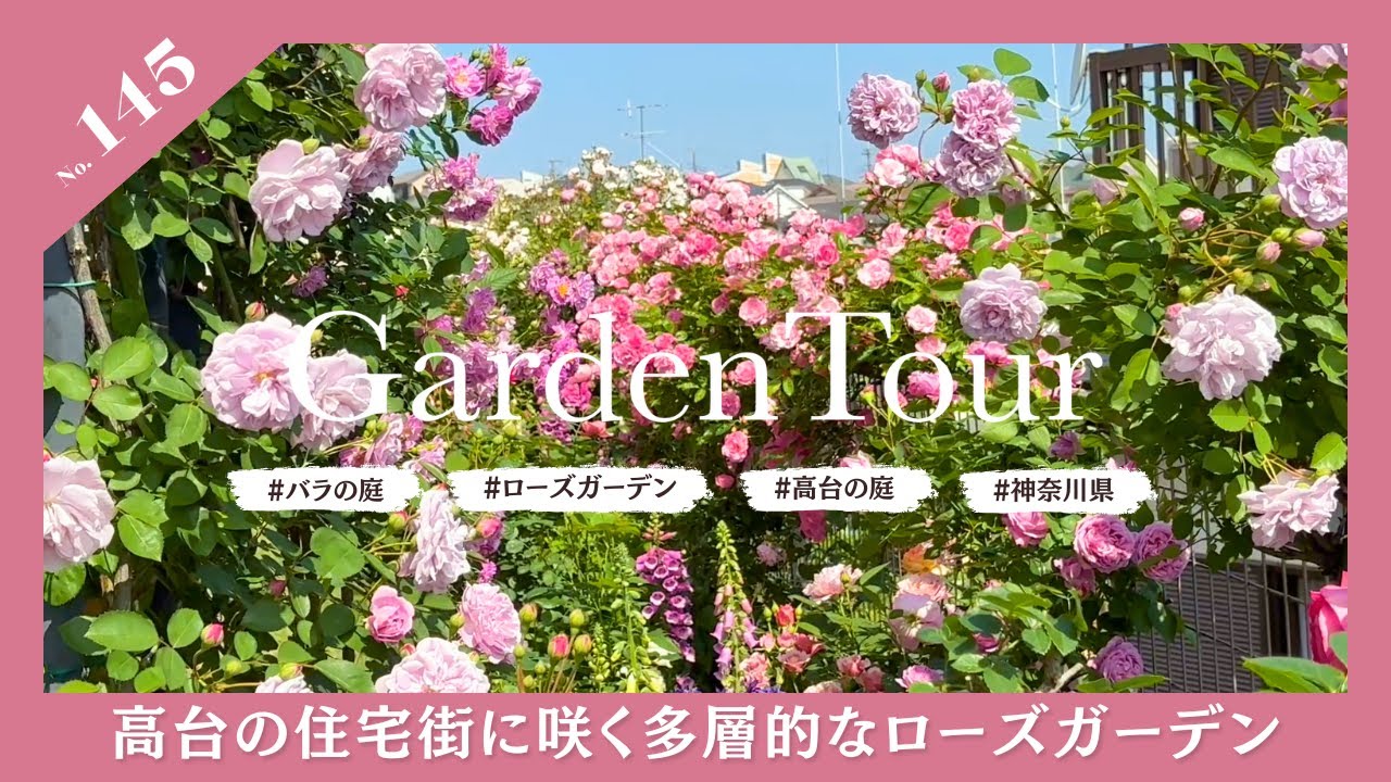 🕊Garden Tour🕊145：高台の住宅街に咲く多層的なローズガーデン