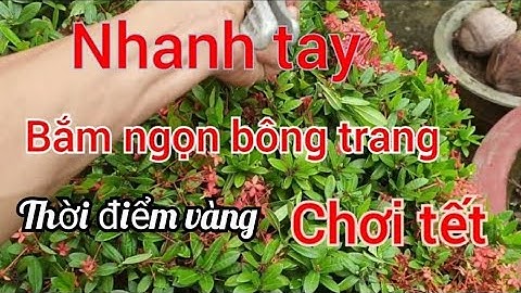 thời điểm cắt đọt bông trang để ra hoa đúng tết cho người không chuyên nghiệp
