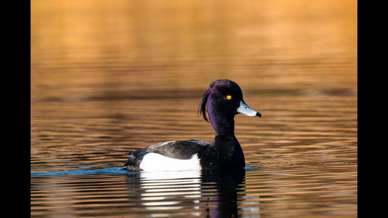 Plyve Kacha Pikkardiyska Tertsiya English Translation Ukraine