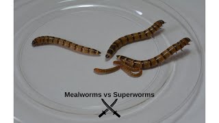 Mealworms vs Superworms