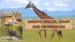 Giraffe Species, Okapi And Pronghorn.