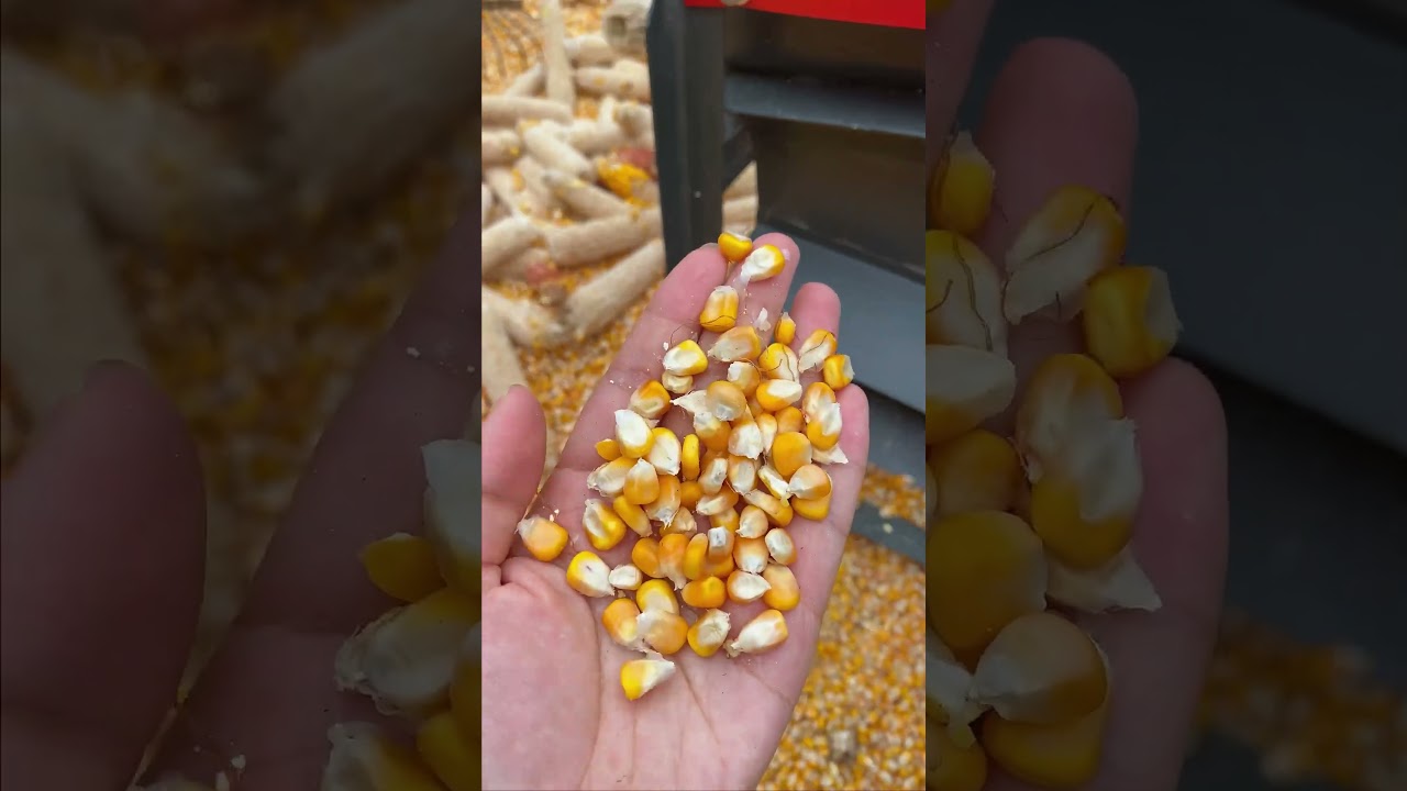 Stunned the most efficient corn thresher 