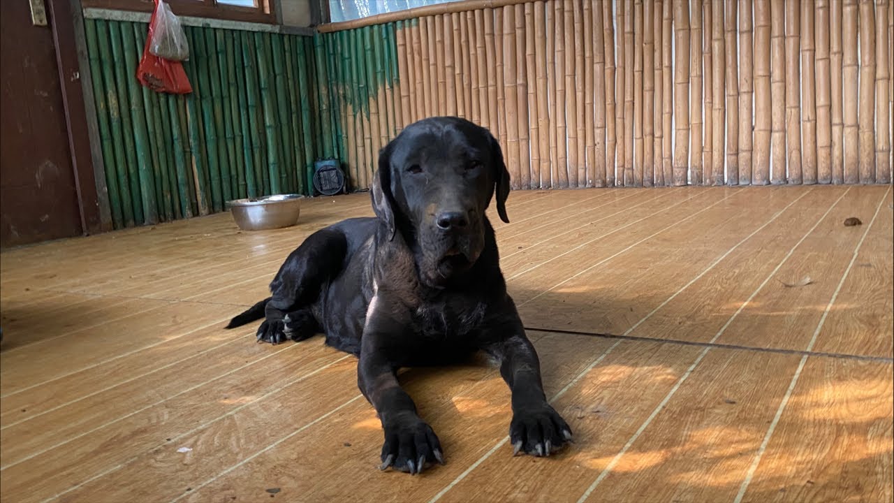 带暖棚里的几个毛孩子过来玩