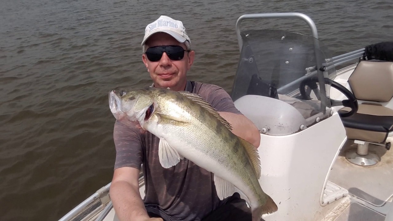 судак любимый. судак любимый. ловля судака на спиннинг. спиннинг с рыбой. день рыболова.