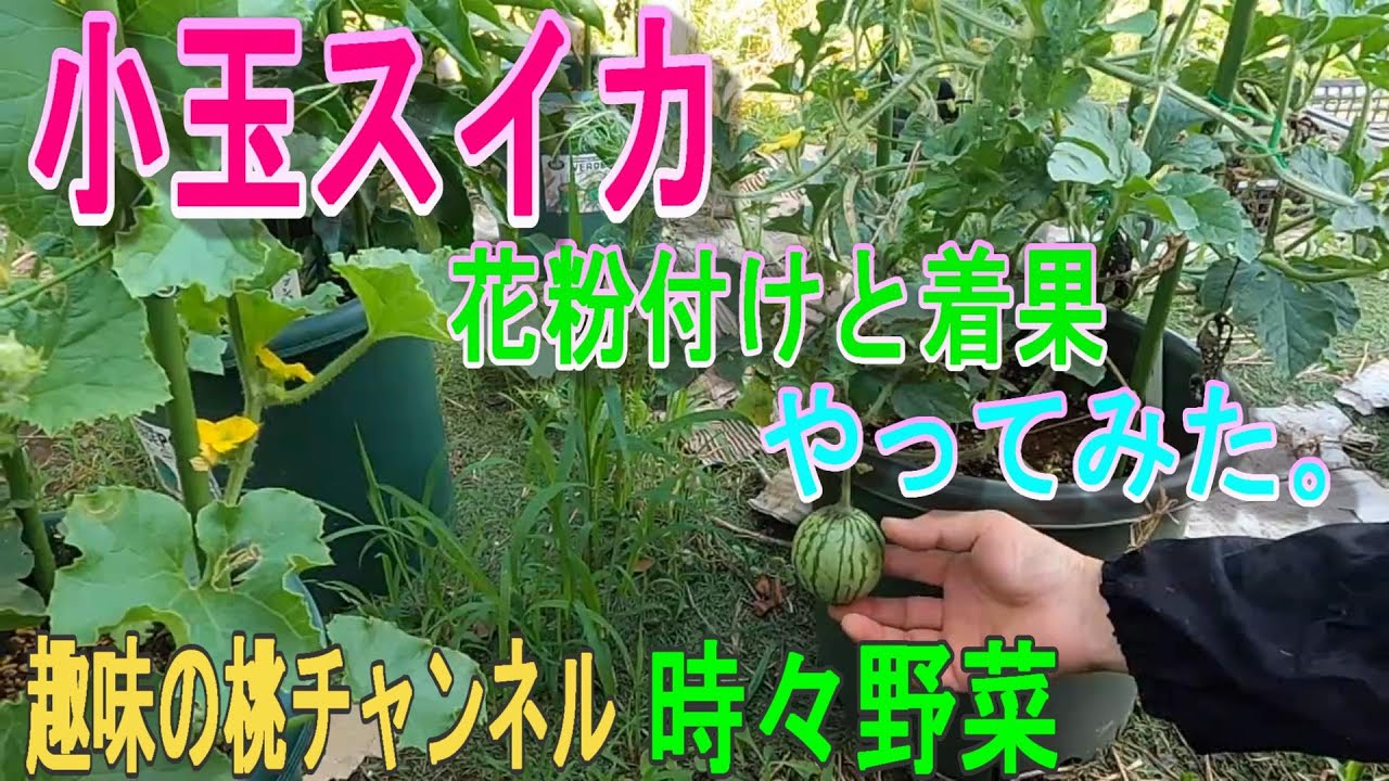 小玉スイカ 花粉付けと着果 やってみた 22 7 3 Youtube