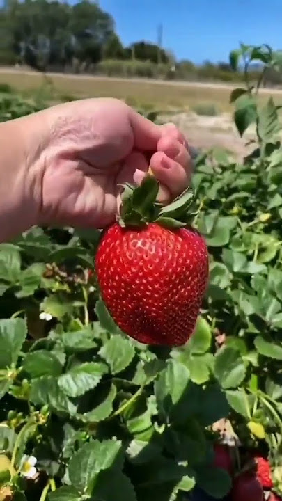 strawberry jepang yang ukurannya jumbo dan rasanya manis #strawberryjepang #strawberry #fruits